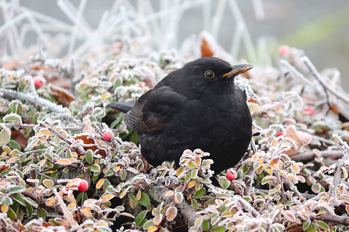 Eine Amsel mit aufgeplustertem Gefieder bei winterlichen Temperaturen © Manfred Richter | www.pixabay.com