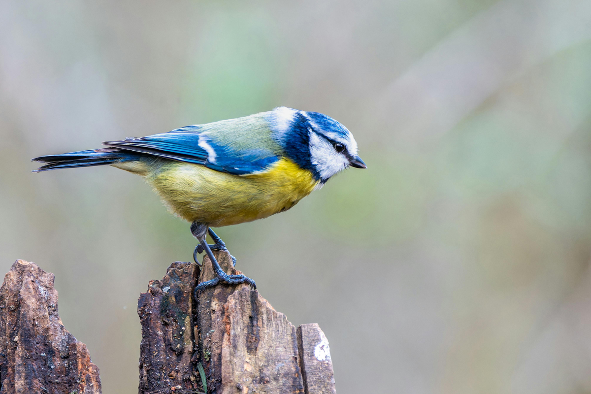 Unverwechselbar: Das auffällige Gefieder der Blaumeise © Siegfried Poepperl | www.pexels.com