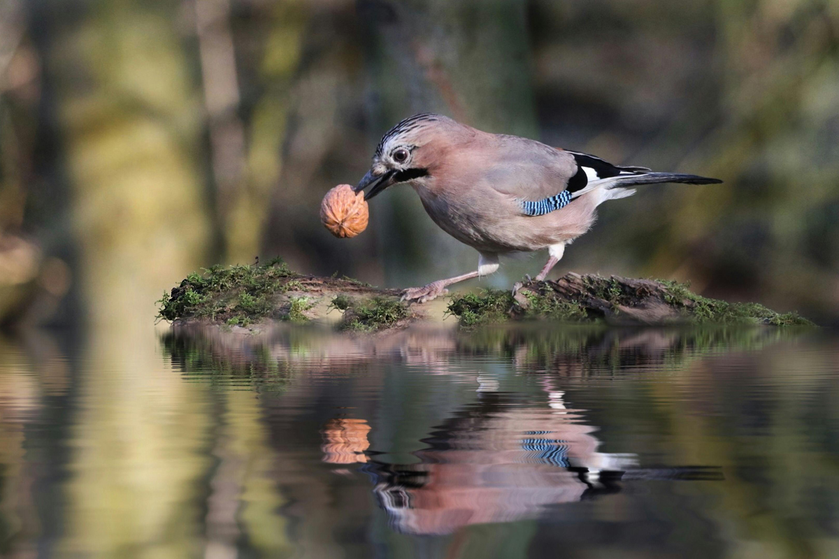 Ein farbenprächtiger Vogel: Der Eichelhäher © Steffi Wacker | www.pexels.com