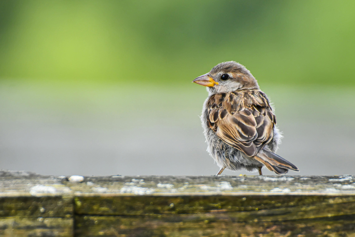  Der Haussperling, im Volksmund besser bekannt als Spatz. © Alexas  | www.pexels.com