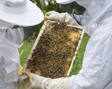 Honig aus Deckelwachs am Lehrbienenstand in Kaltenbronn