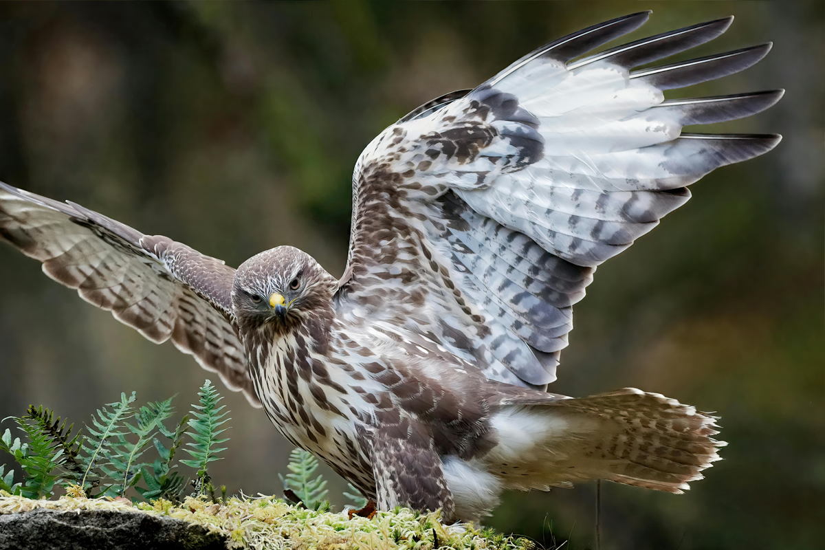   Einer der häufigsten Greifvögel in Deutschland: Der Mäusebussard © Odd Falch | www.pexels.com