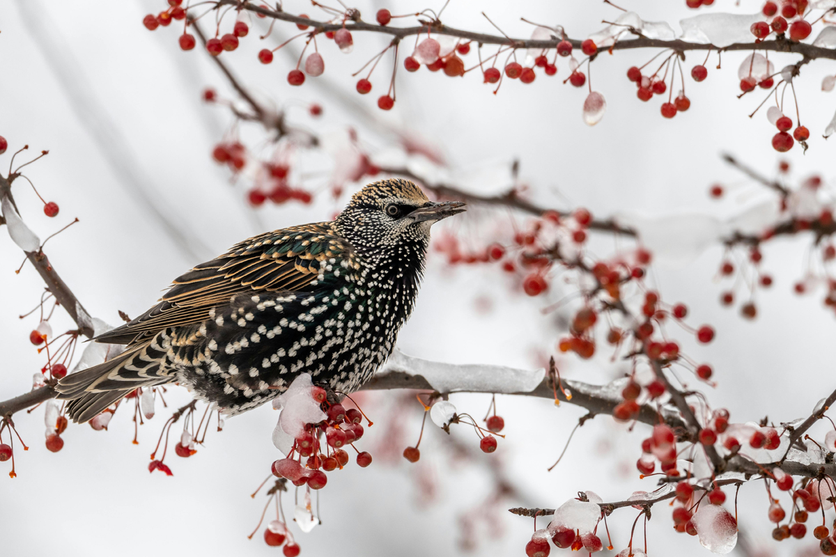   Kann leicht mit der männlichen Amsel verwechselt werden: Der Star © Siegfried Poepperl | www.pexels.com